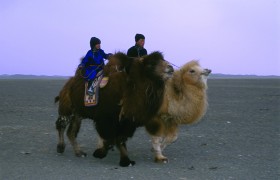 Монгольский ритуал, раскрывающий материнство у животных